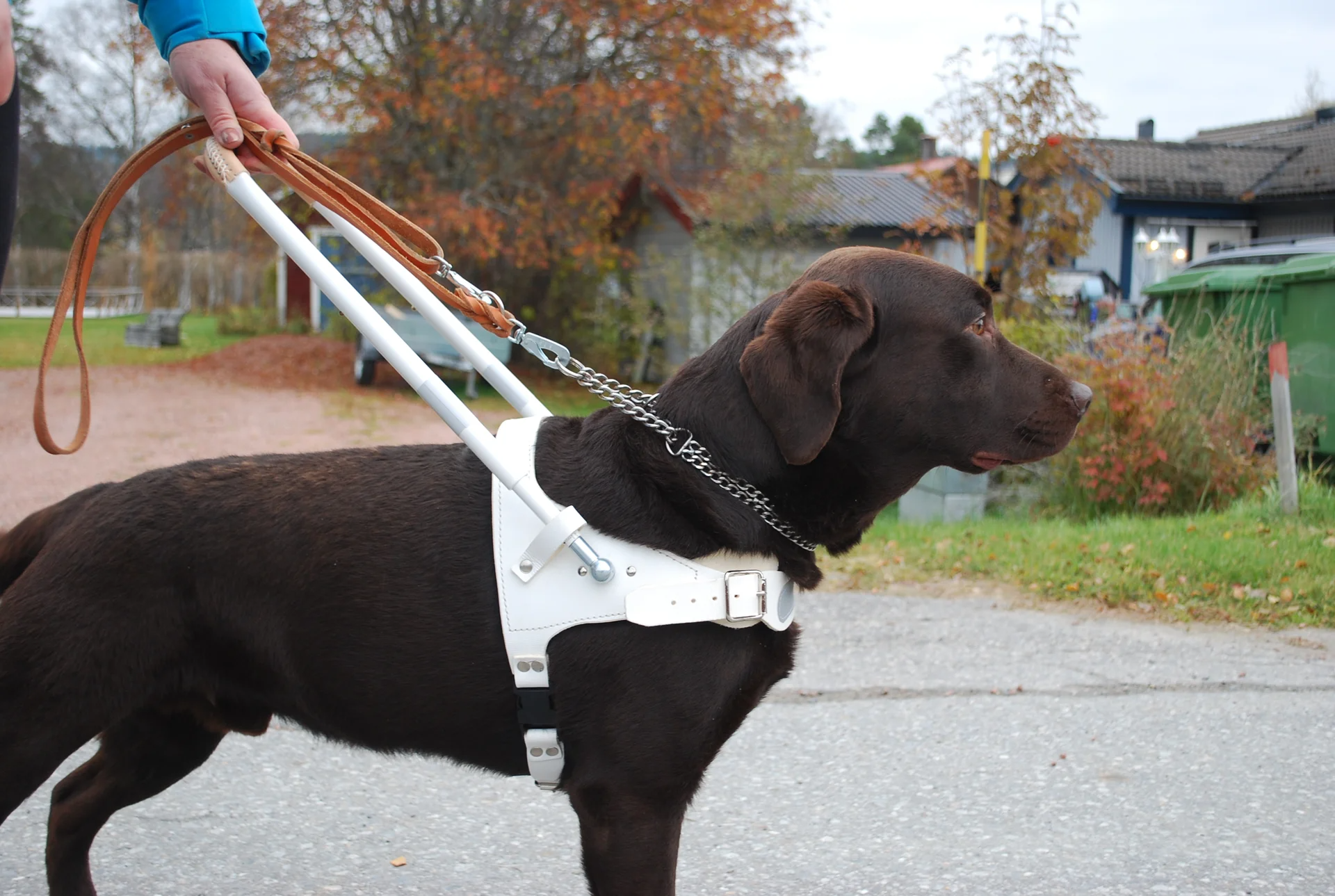 Dubbelsydd Ledarhundsele